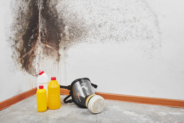 Best Basement Mold Remediation in Canadian Lakes, MI