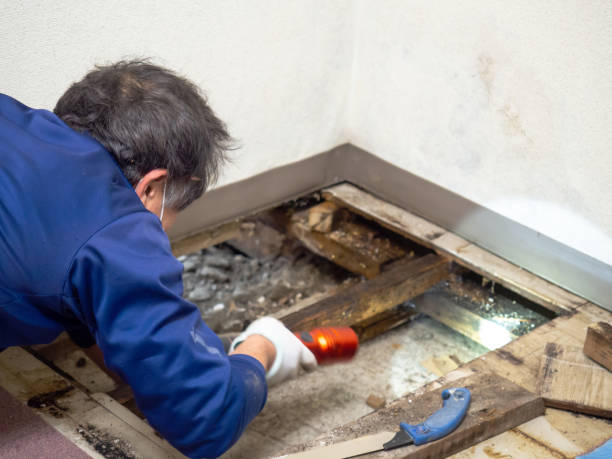 Best Preventive Mold Services in Canadian Lakes, MI