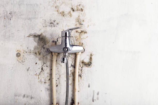 Best Mold Remediation for Specific Building Types in Canadian Lakes, MI