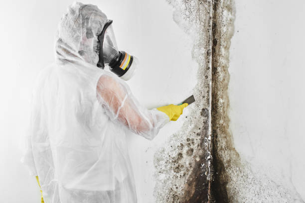 Best DIY Mold Remediation Support Services in Canadian Lakes, MI