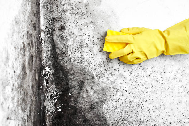 Best Mold Testing and Inspection Services in Canadian Lakes, MI
