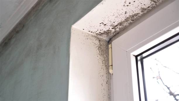 Best Attic Mold Remediation in Canadian Lakes, MI