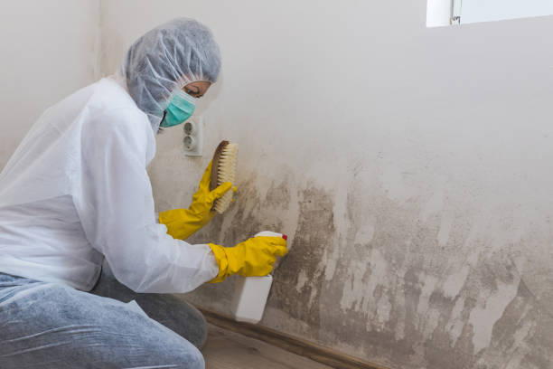 Best Post-Flood Mold Remediation in Canadian Lakes, MI