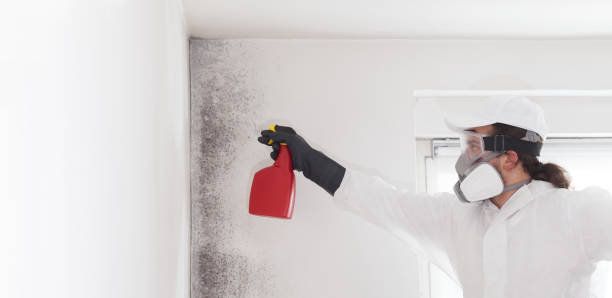 Professional Mold Remediation in Canadian Lakes, MI
