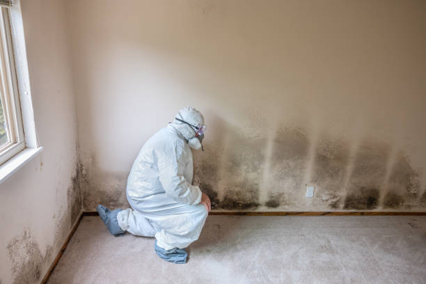 Best Commercial Mold Remediation in Canadian Lakes, MI