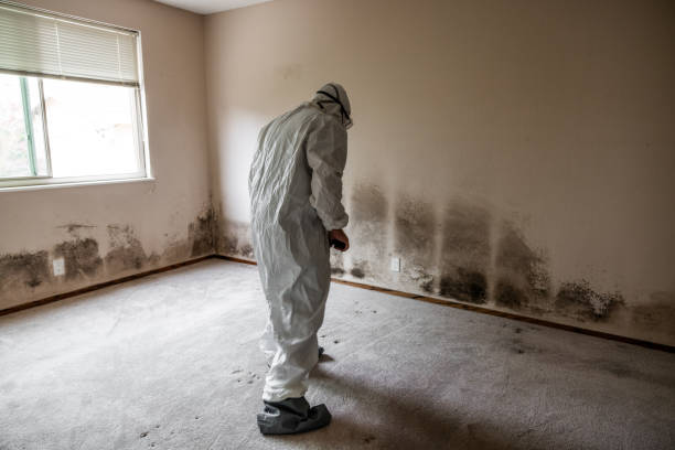 Best Black Mold Remediation in Canadian Lakes, MI