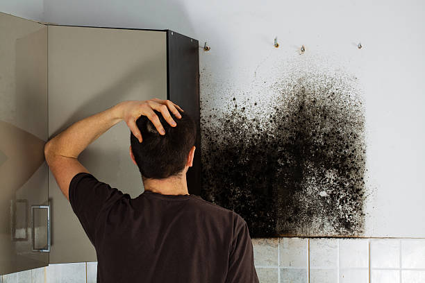 Best Mold Remediation for Schools in Canadian Lakes, MI